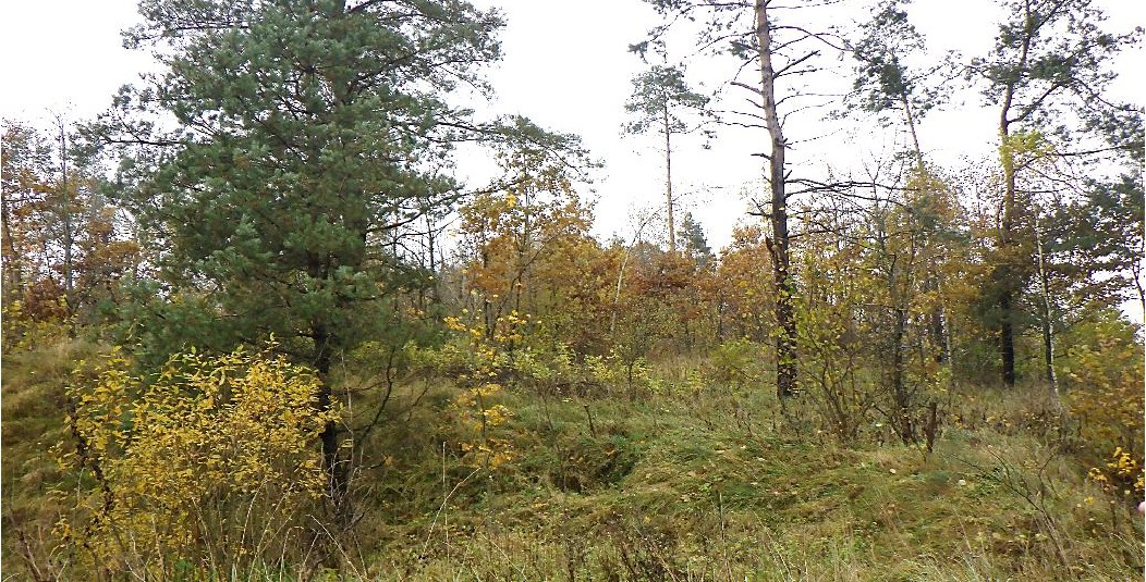 Teren porośnięty trawą, widoczne krzewy oraz drzewa