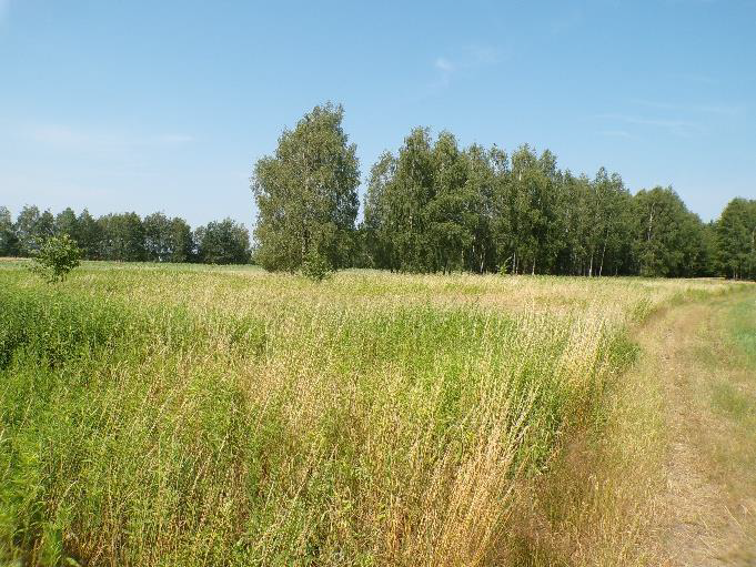  Rozległa łąka porośnięta wysoką trawą i dziką roślinnością, w tle rząd zielonych drzew. 