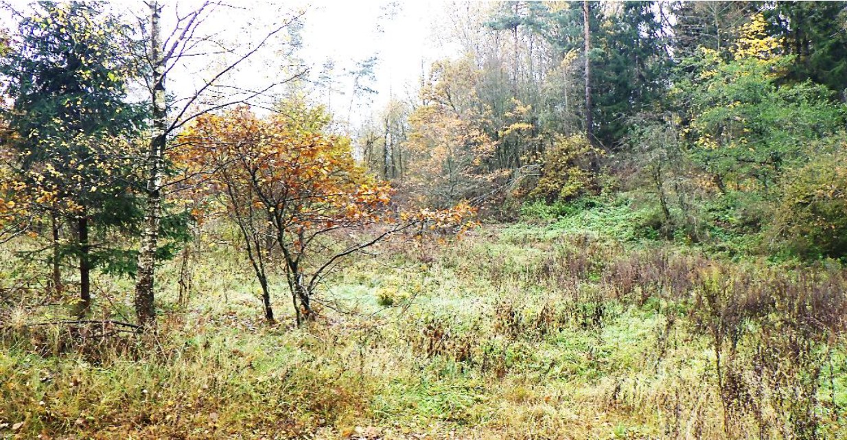 Teren porośnięty trawą, widoczne krzewy oraz zwarty drzewostan