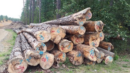 Stos drewna wielkowymiarowego (dłużyce i kłody) dębowe i sosnowe