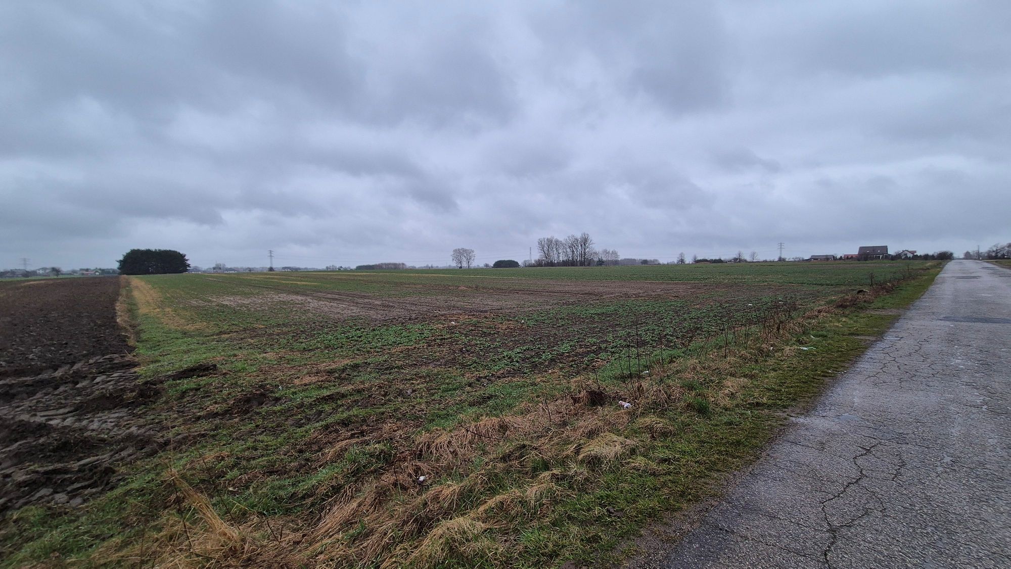 Szerokie pole uprawne z widocznymi wschodami roślin, ciągnące się wzdłuż asfaltowej drogi lokalnej pod zachmurzonym niebem.