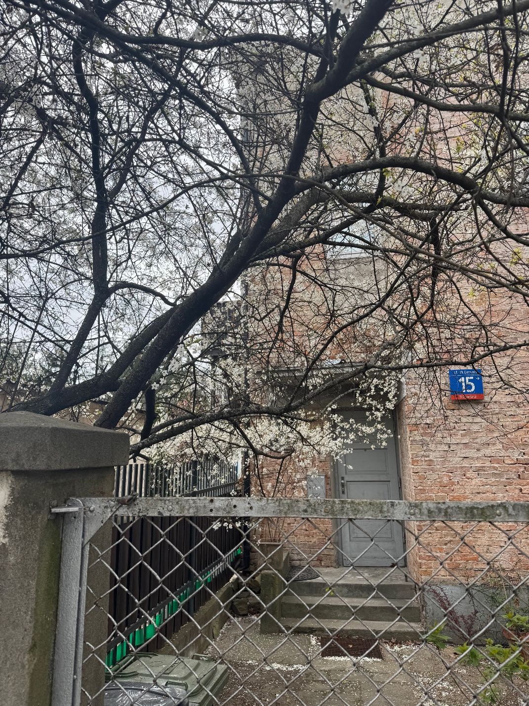 Wejście do kamienicy z cegły przy ul. Gersona 15 w Warszawie, zasłonięte przez kwitnące drzewo i ogrodzenie z siatki.