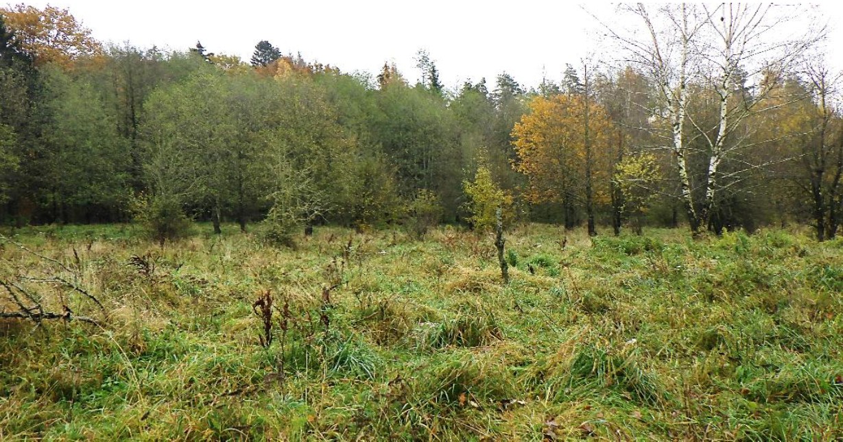 Teren porośnięty trawą, graniczący z linią gęstego lasu