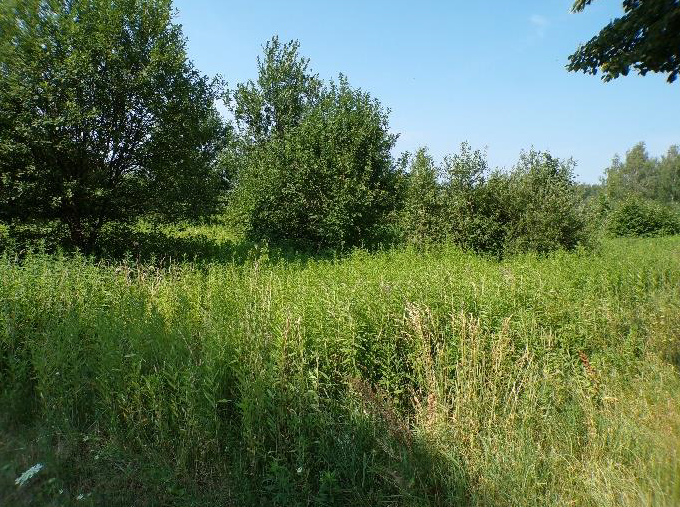 Łąka porośnięta wysoką, bujną trawą i dziką roślinnością, w tle gęste zielone drzewa i krzewy.