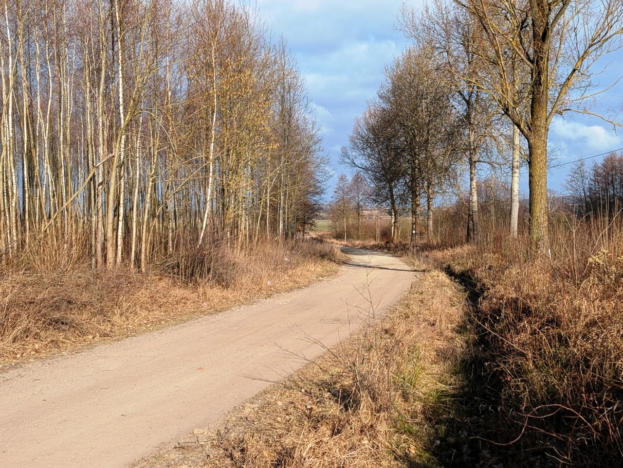 Droga publiczna gminna nr 153109N Brzydowo-Rudno. Przy drodze drzewa i krzewy