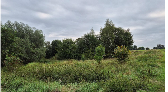 Działka gruntowa porośnięta trawami i krzakami