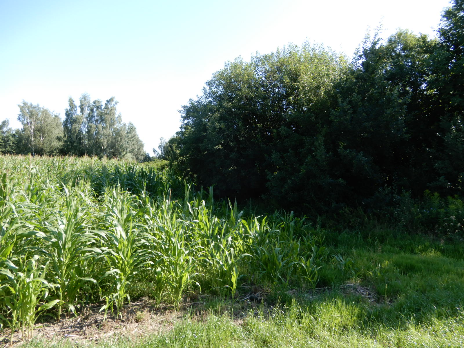 Widok na część działki nr 179/1 i nr 180 o pow. 1000 m²