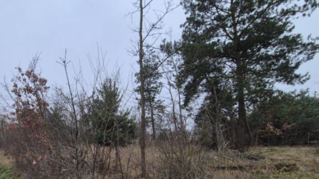 Pole z zieloną trawą otoczone drzewami, tworzącymi naturalny krajobraz.