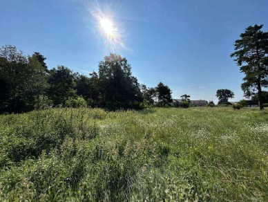 Działka porośnięta wysoką trawą i dzikimi chwastami, sfotografowana od strony braku ogrodzenia.