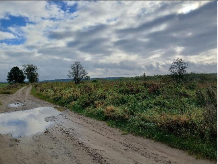 działka przy drodze gruntowej, porośnięta trawą i krzewami