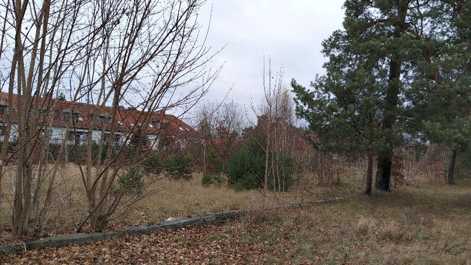 Zarośnięty teren z bezlistnymi drzewami i sosnami. Przez trawę i opadłe liście biegnie niski, betonowy krawężnik.