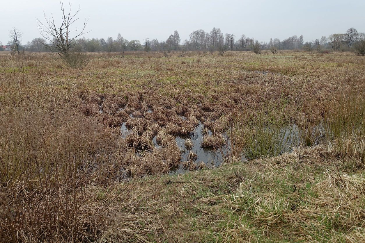Podmokły grunt porośnięty trawą