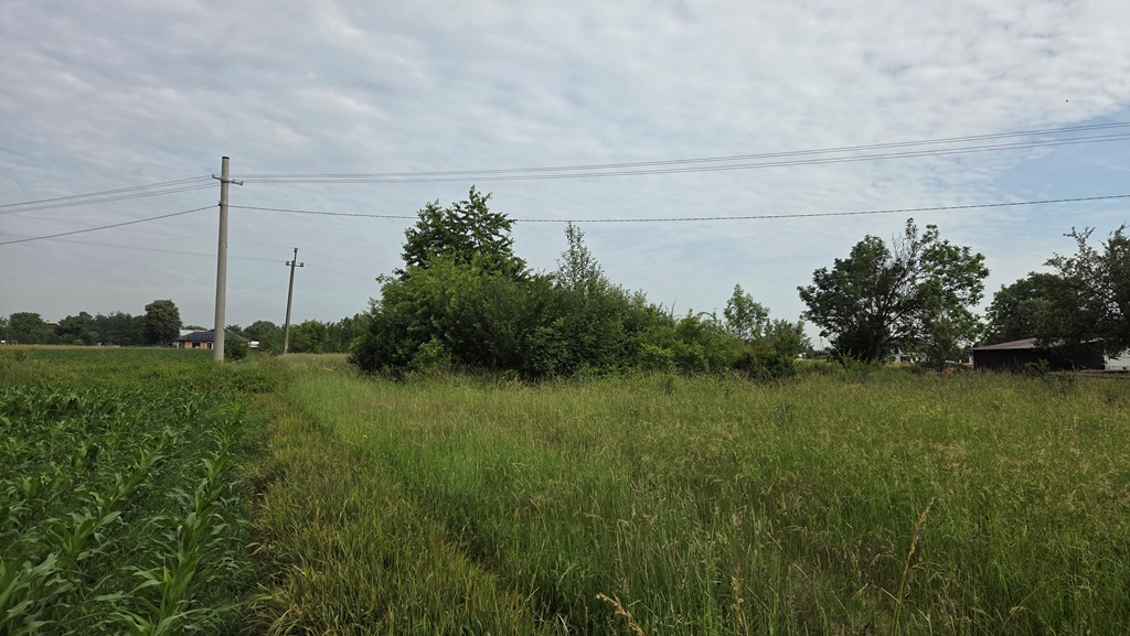 Teren z wysoką trawą, kępą krzewów i drzew, słupami oraz napowietrznymi kablami elektrycznymi, w oddali zabudowania