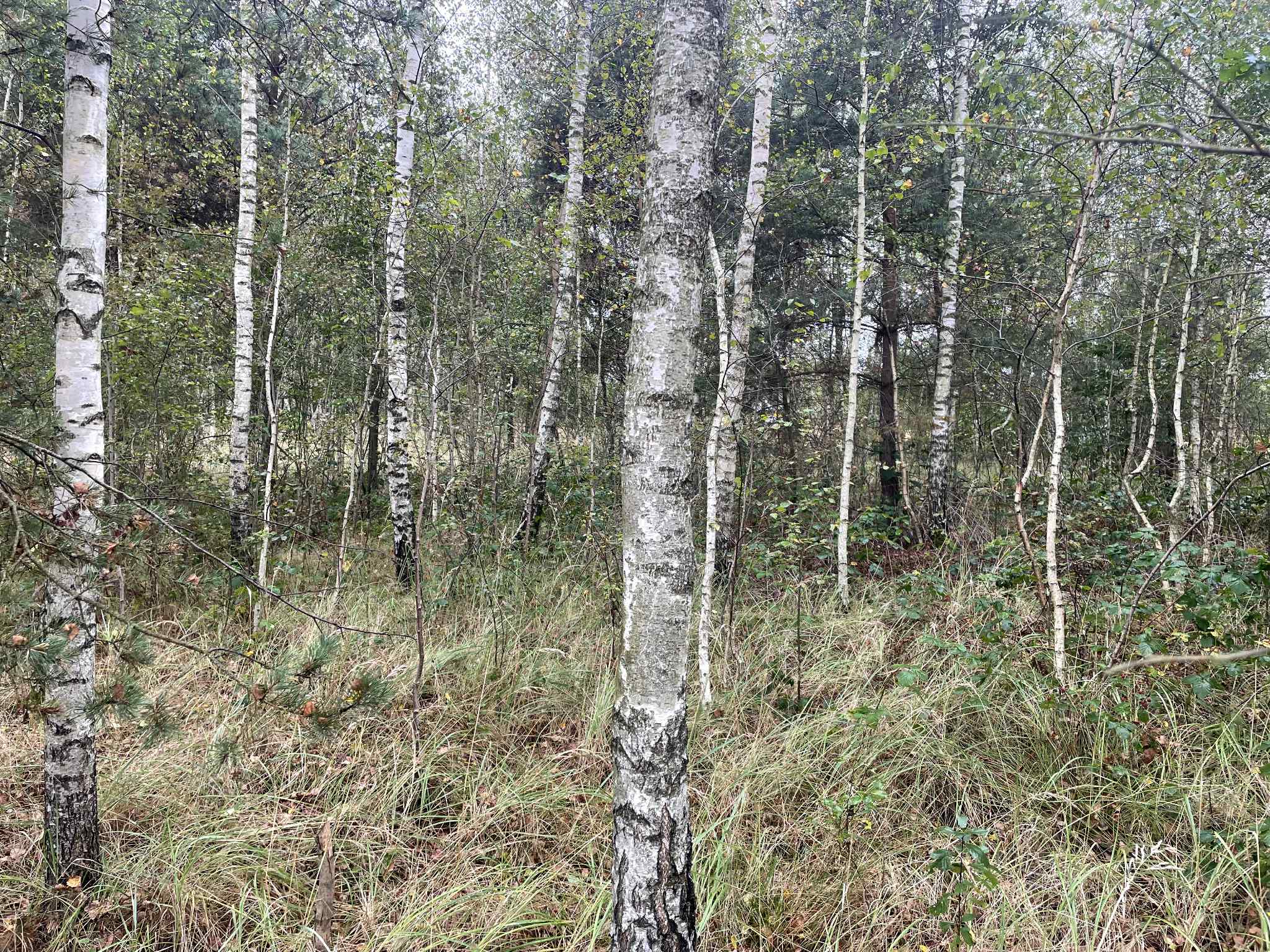 działka 248/2