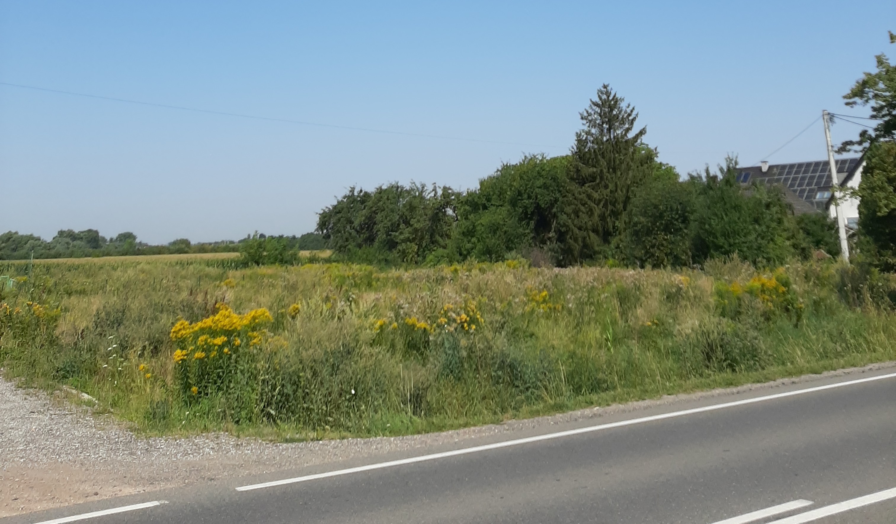 Niezabudowana działka porośnięta roślinami wraz z fragmentem drogi asfaltowej i zbiegającej się z nią drogą szutrową.