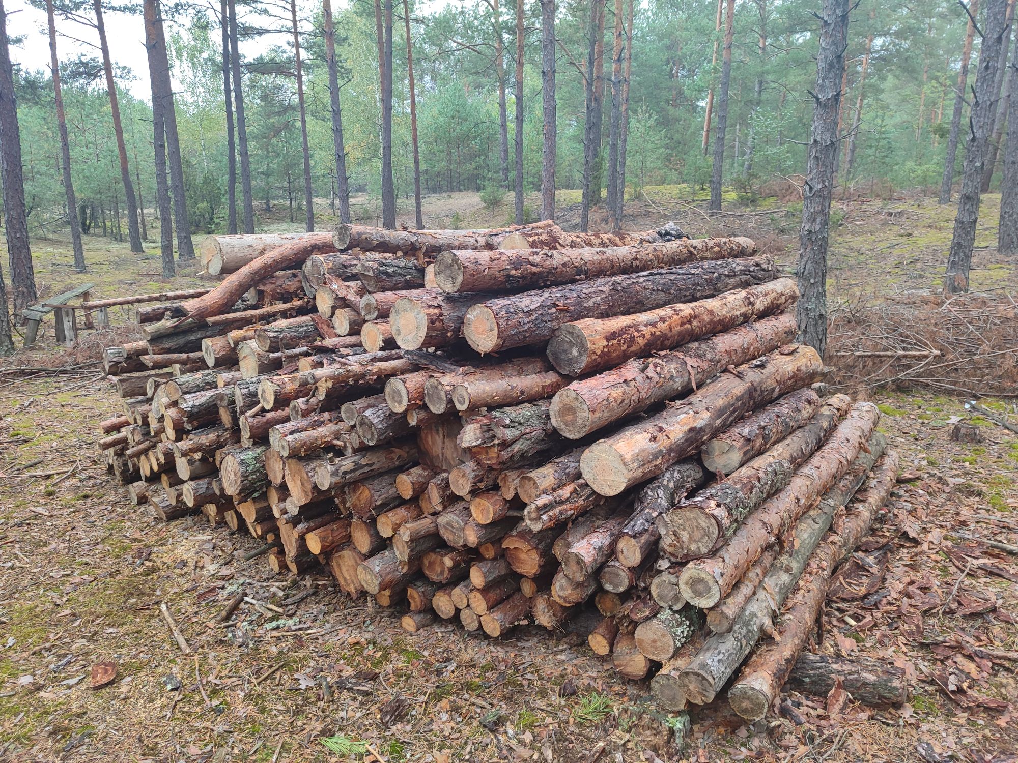 Zdjęcie przedmiotu - Drewno sosnowe opałowe
