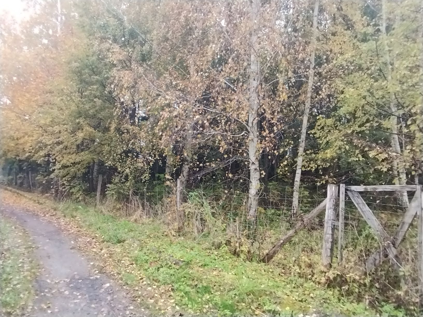 niezabudowana działka nr 111/5