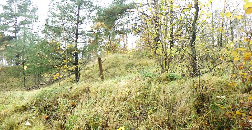 Trawiaste wzniesienie o nieregularnej i kępiastej powierzchni, widoczne krzewy oraz drzewa