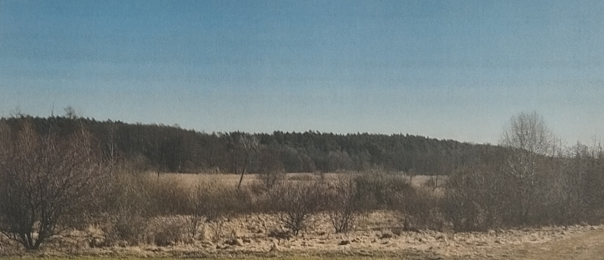 Krajobraz przedstawiający pole otoczone drzewami pod jasnym, niebieskim niebem