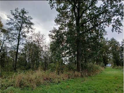 pole porośnięte trawą i drzewami