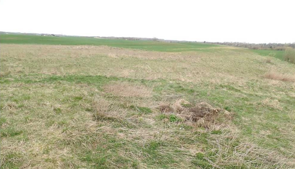 Rozległe pole pokryte trawą