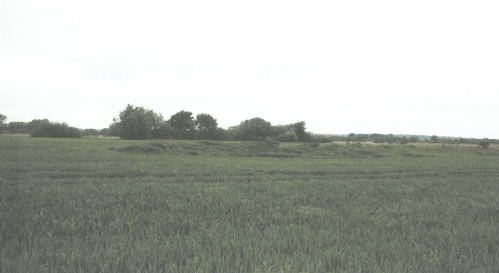 WIDOK DZIAŁKI NR 35 O POW. 0,3910HA - GUBIN, GM. GUBIN