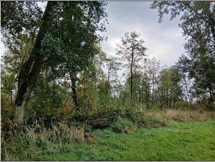 pole porośnięte wysoką trawą i drzewami